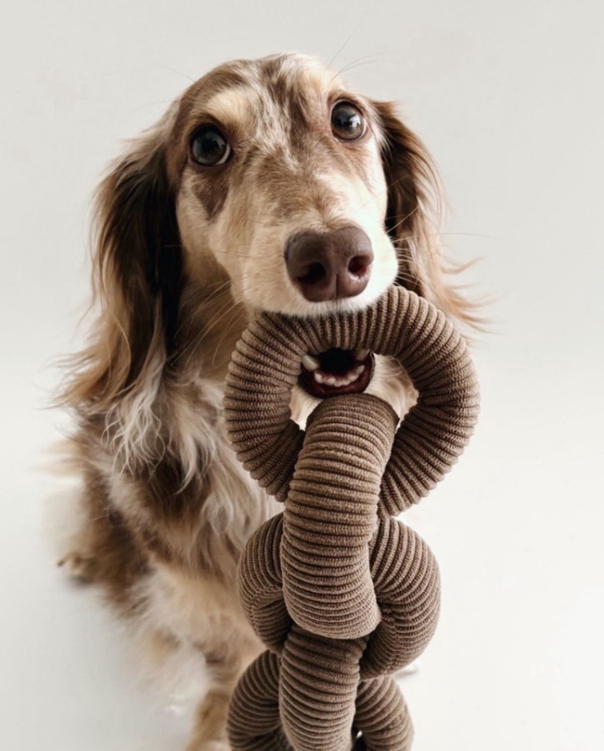 Comfortable everyday pet moments