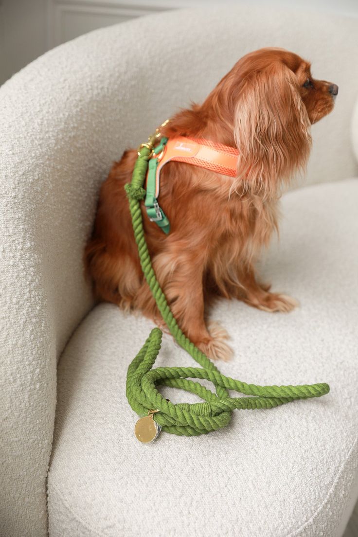 Walking leads for everyday outings