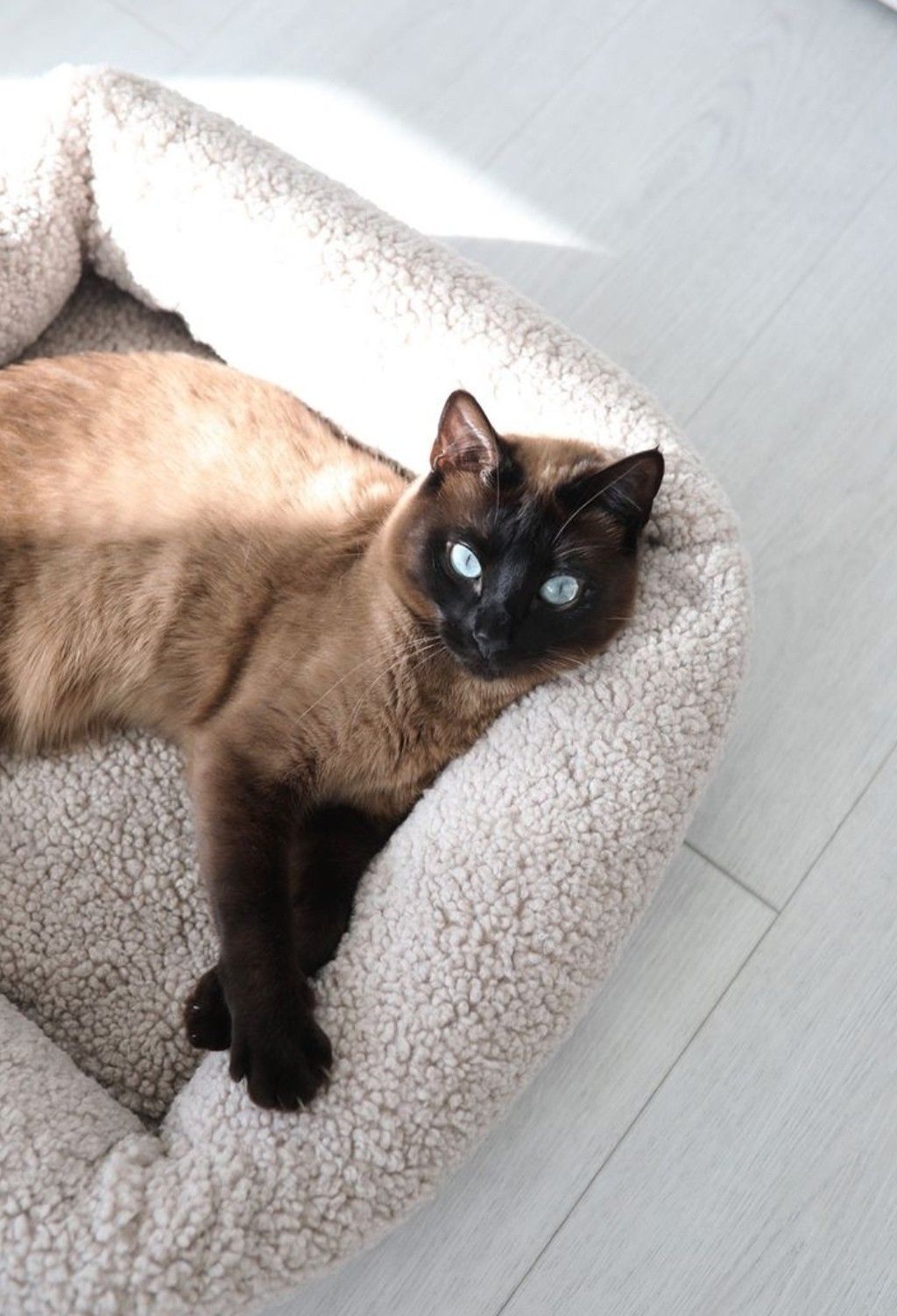 Pet lifestyle at home