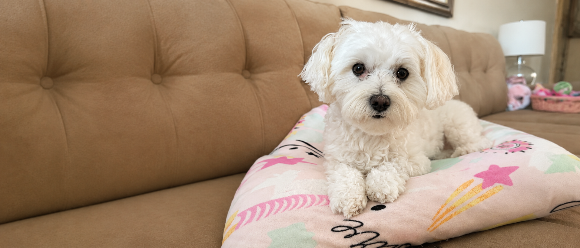 Pet lifestyle and everyday routines