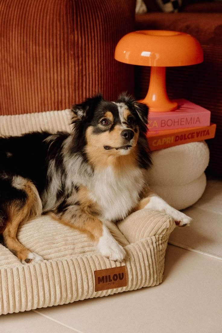 Pet enjoying a comfortable everyday moment