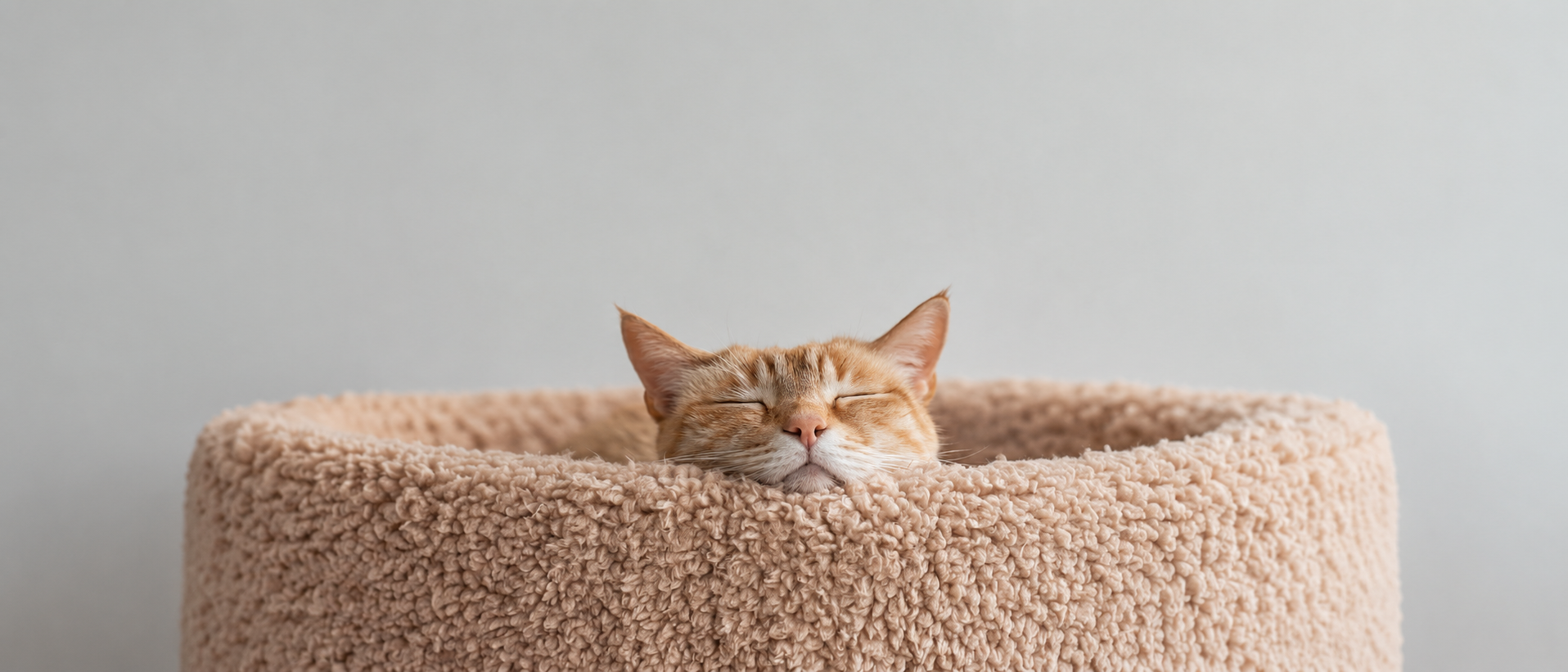 Cozy pet bed banner