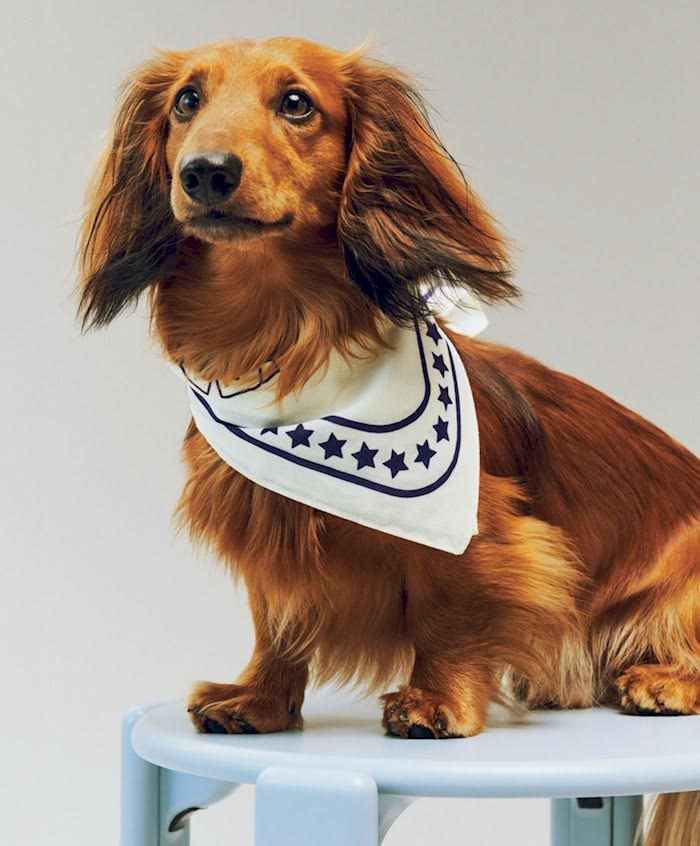 Pet scarves and everyday accessories